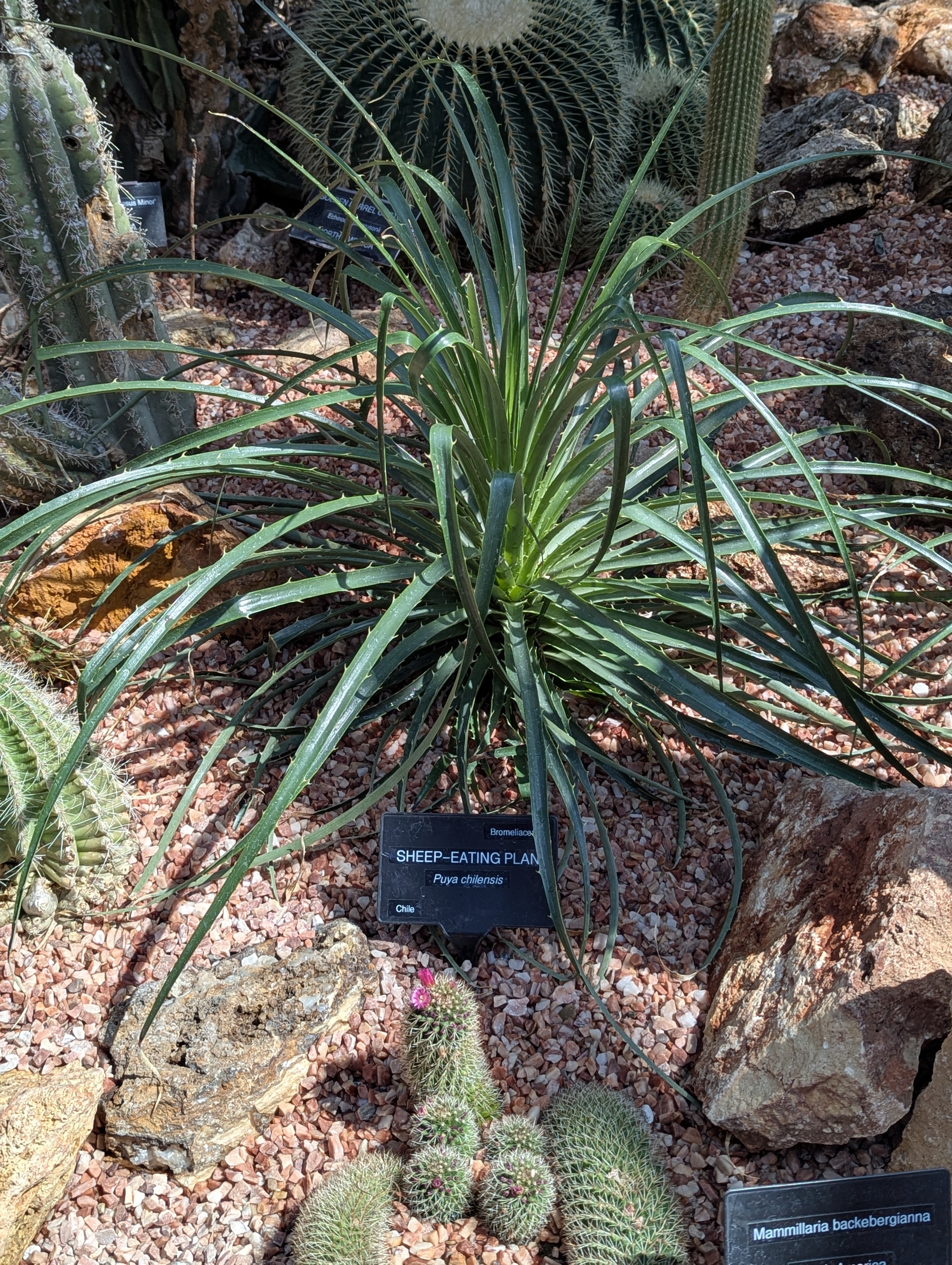 Birthday Trip to Canada, Edmonton, Pyramids, Muttart Observatory